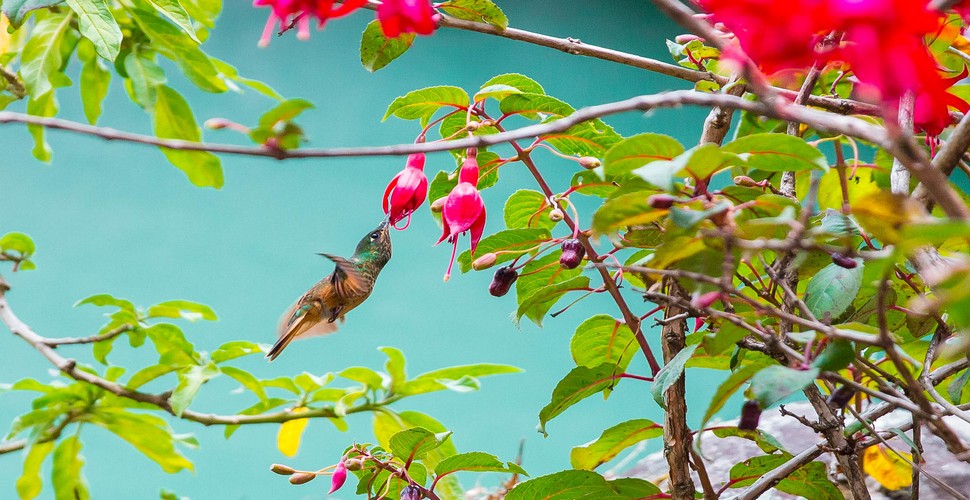 Hummingbird in the Machu Picchu garden after hiking the Inca Trail Trek.