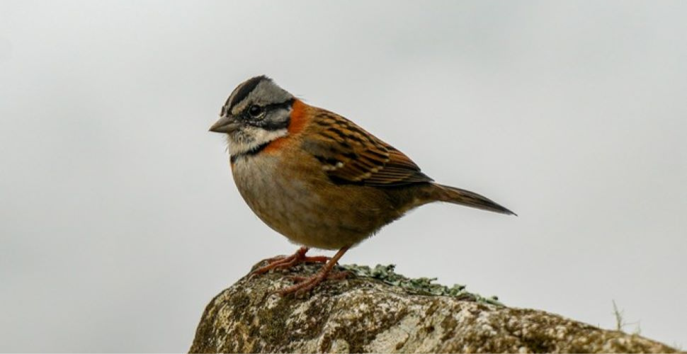 Ornithologists can see a number of bird species long The Inca Trail to Machu Picchu.