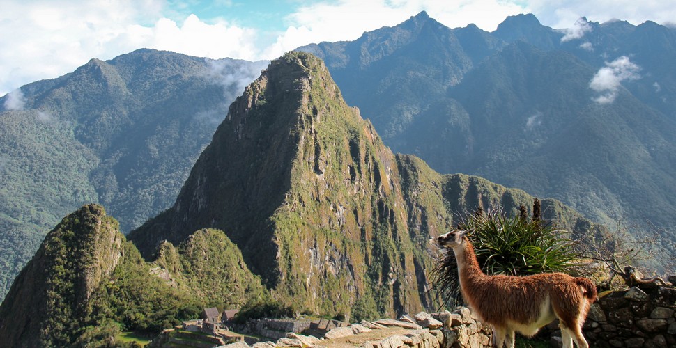 Llama Enjoying The View of Huayna Picchu!