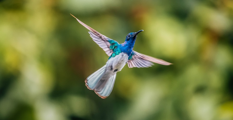 Hummingbirds can be seen everywhere along The Inca Trail. This is due to the cloud forest environment at lower elevations.