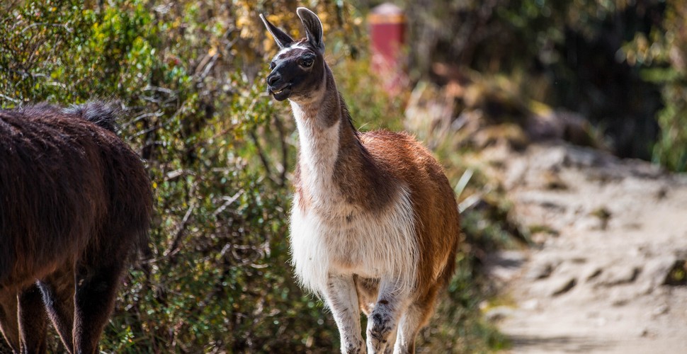 Happy llama on the Inca Trail!