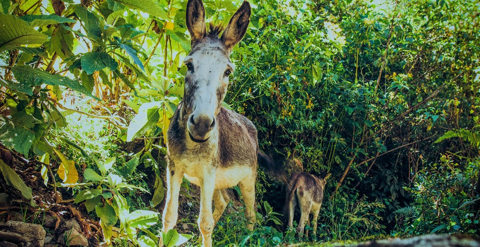 An unexpected friend along the Inca Trail to machu Picchu