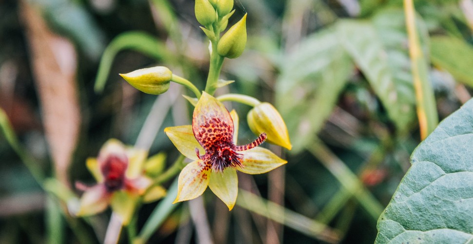 The many orchids on Machu Picchu Tours offers unique flora and fauna at every turn.