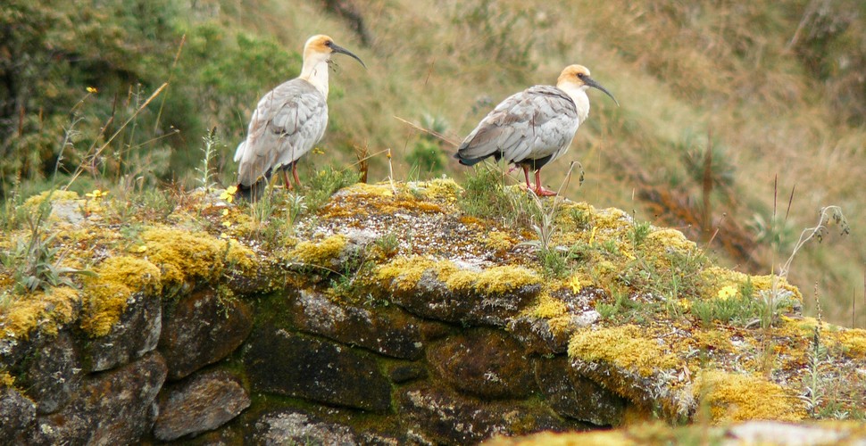 A Pair of Torrent Ducks on a Machu Picchu Tour