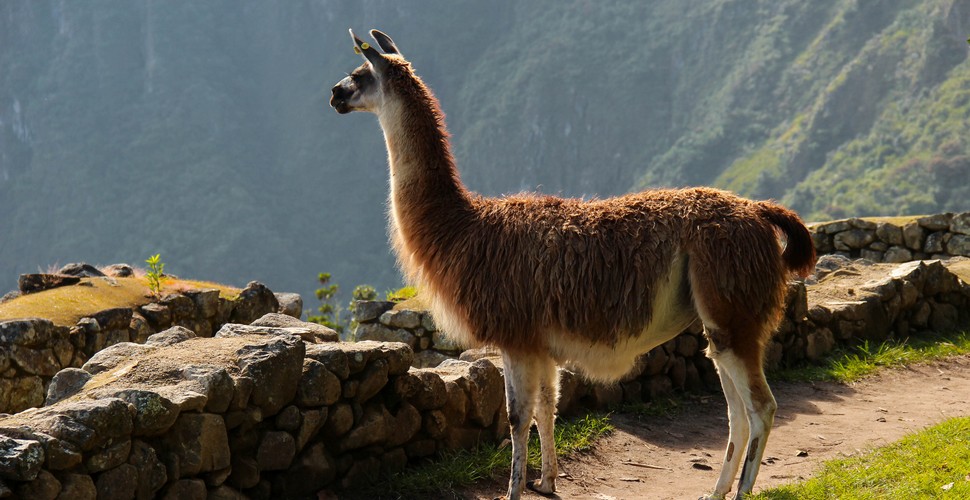 Machu Picchu is a natural habitat for Llamas! Either wild or domesticated!