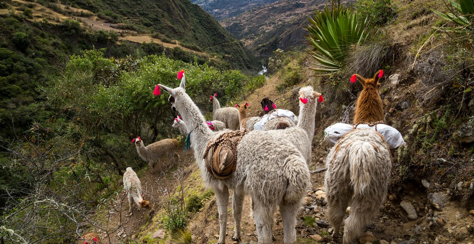 Llamas on Te lares Trek to Machu Picchu!