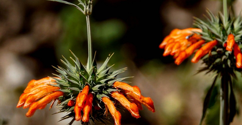 The Amazing Orchids along the Inca trail Trek 