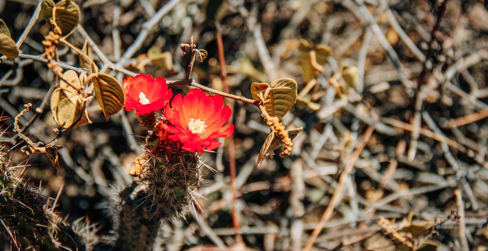 Flowers along the Inca Trail trek.