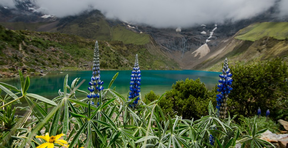 Flora at The Humantay Lake on The salkantay Trek