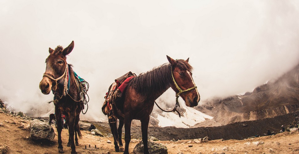 Mules on The Salkantay Trek to Machu Picchu