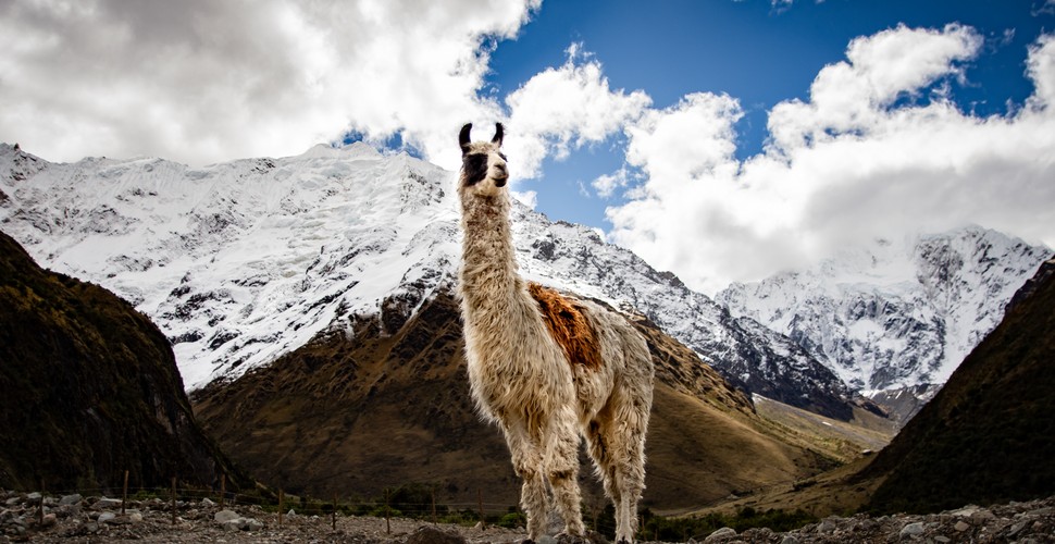 Llama Farming Communities along the Salkantay Trekking Route