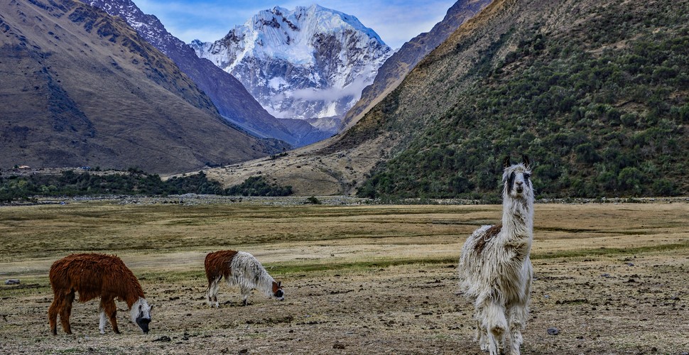 Llamas along The Salkantay Trek