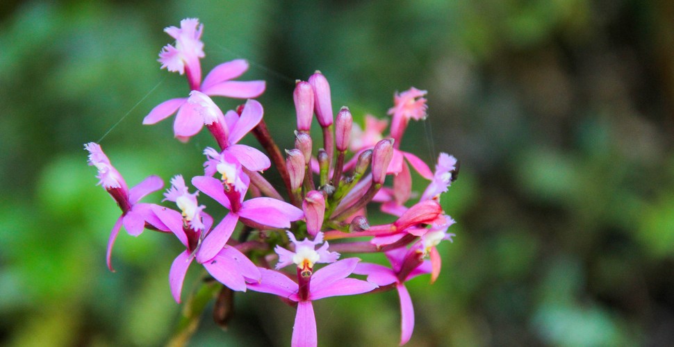 Orchid on The Salkantay Trek 