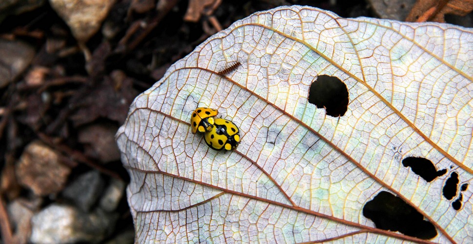 Yellow Ladybirds on a Leaf along the Salkantay Trek