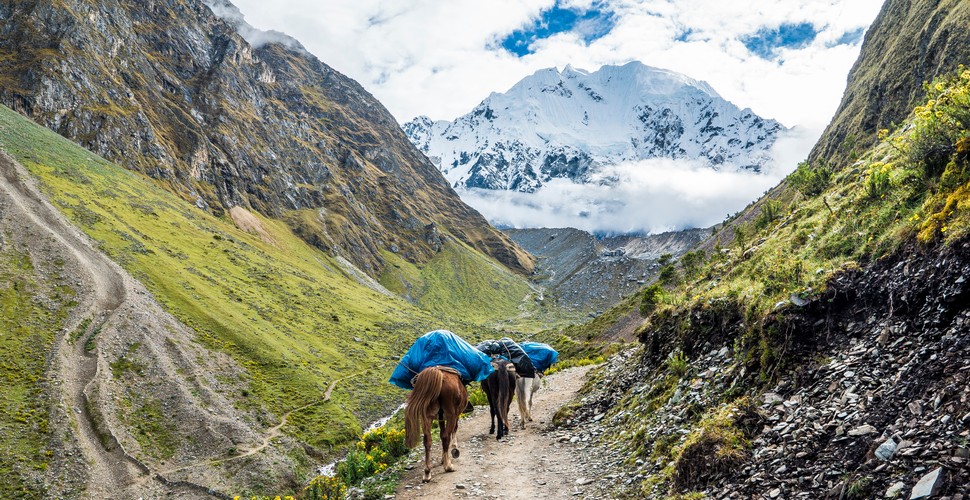 The Mules heading to the Apu Salkantay along The Salkantay Trekking Route