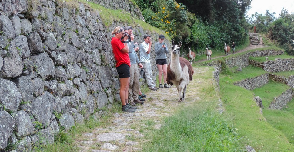 Make Way for High Altitude Llamas on Your Machu Picchu Tour!