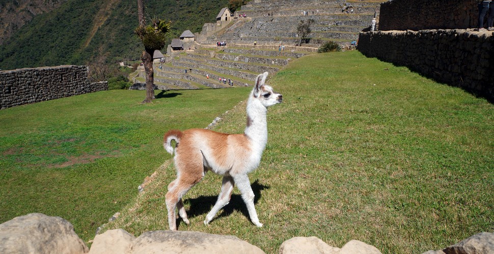 Baby Llama on The Machu Picchu Terraces 