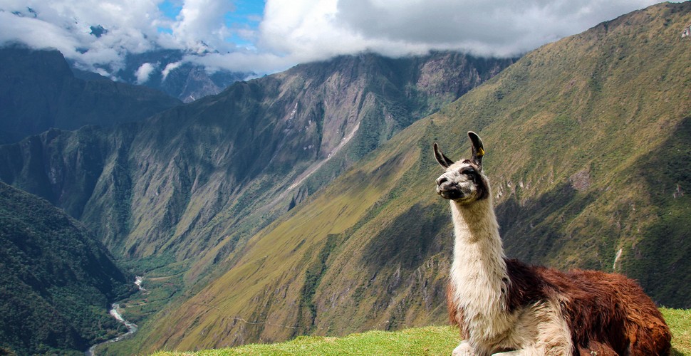 Proud Llama on The Terraces on your Machu Picchu Guided Tour