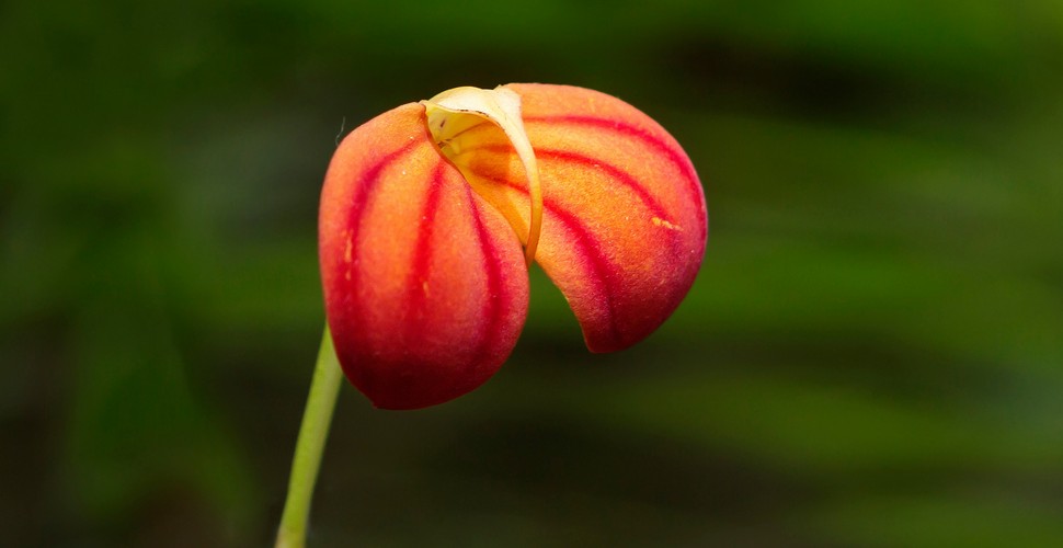 Machu Picchu is Famous for its Orchids. make sure you check ou these unique floral beautieson your Machu Picchu tours.