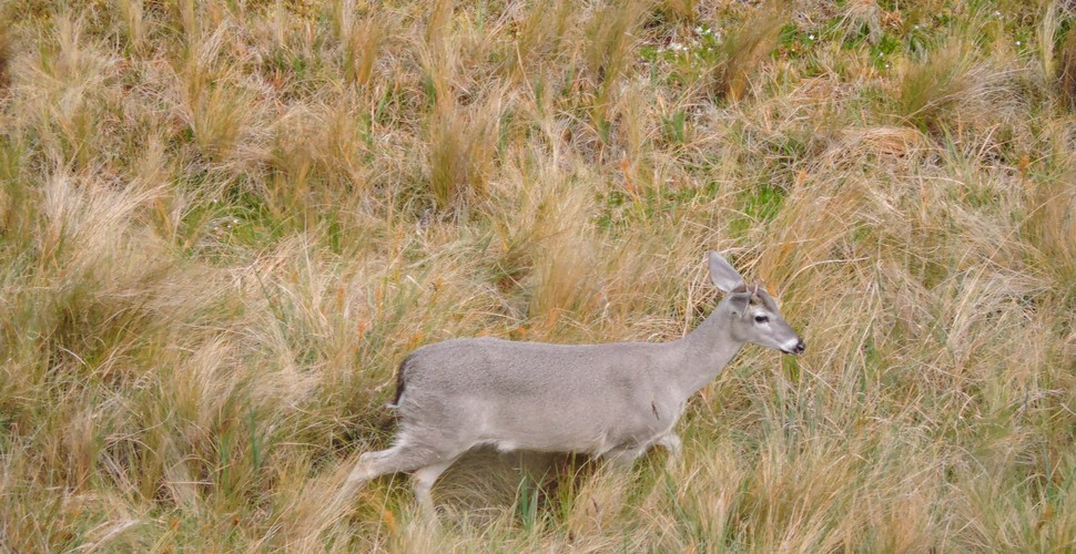 Deer also inhabit the further afield sections on your Machu Picchu Tour!