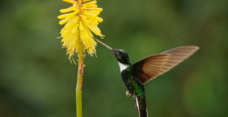 Hummingbird on an Orchid on Peru Travel Packages