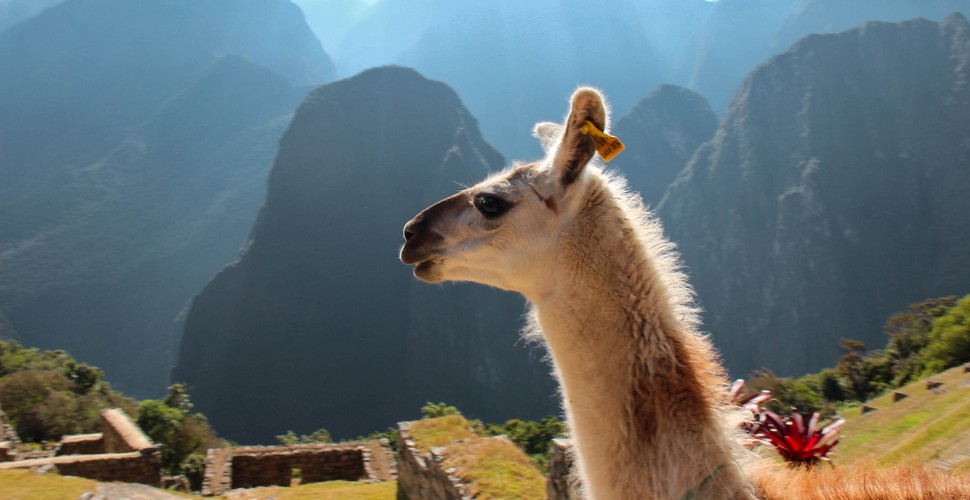 Machu Picchu Tours with a Llama!