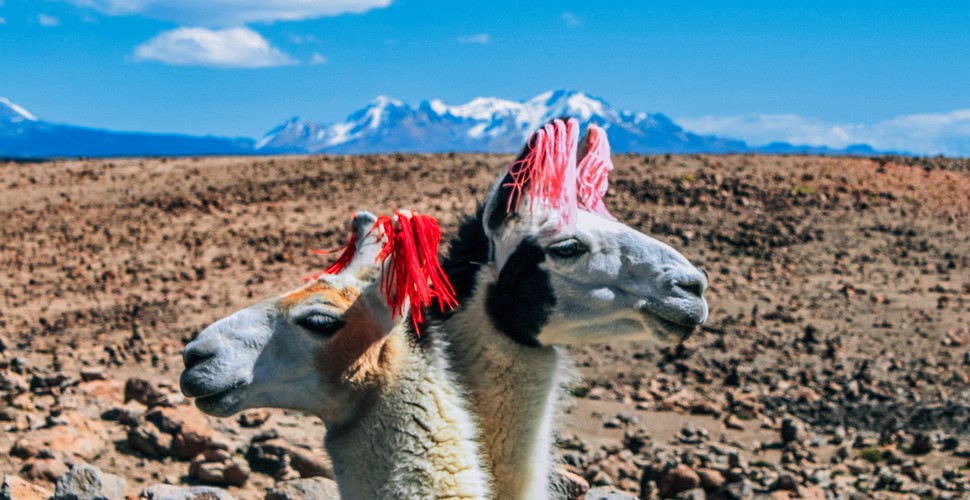 Llamas near Colca Canyon on Peru Vacation Packages