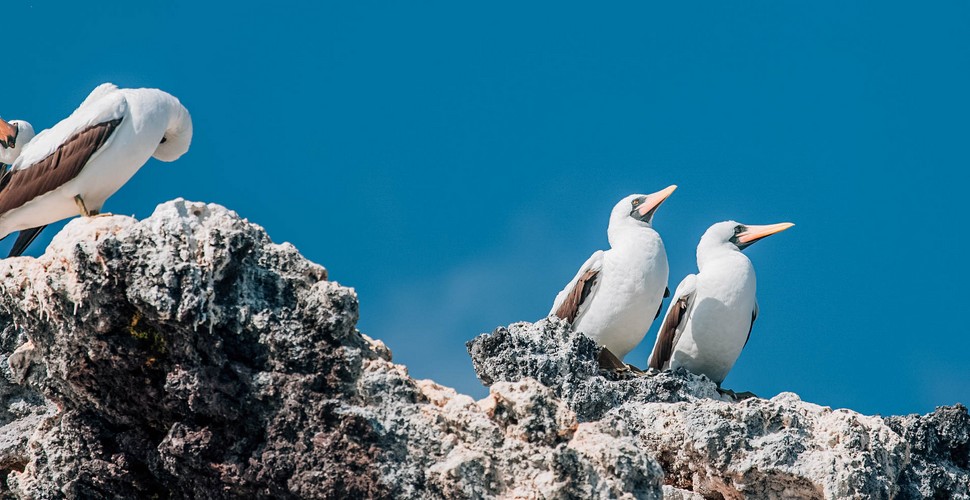 Cormorants in the Protected Paracas Bay on Peru Tour Packages