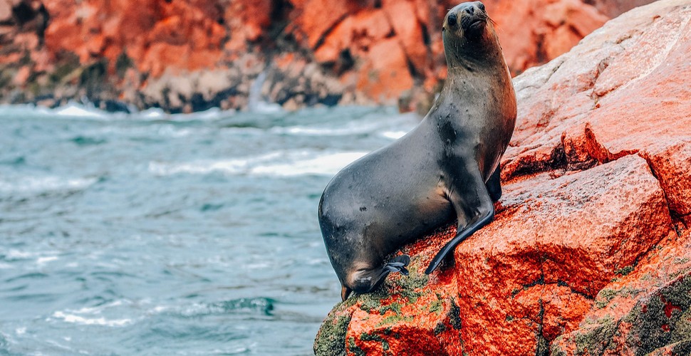 Sealions at Paracas on you peru Vacation Packages