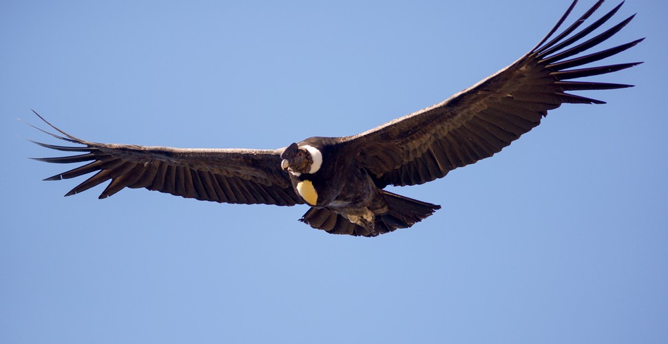 The Endangered Andean Condor at Colca Canyon on Your Peru Tour packages