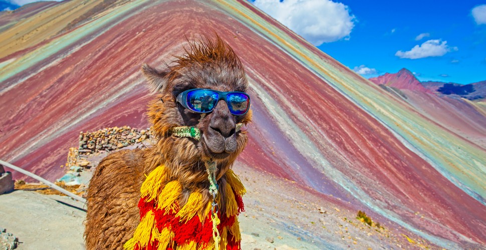 Colorful Llama at The Colorful Rainbow Mountain!