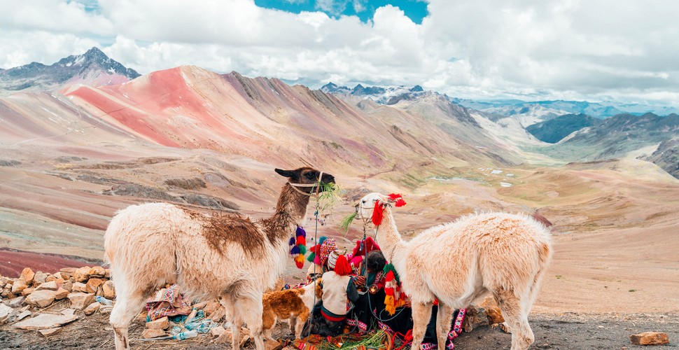 Llamas at Vinicunca Rainbow Mountain