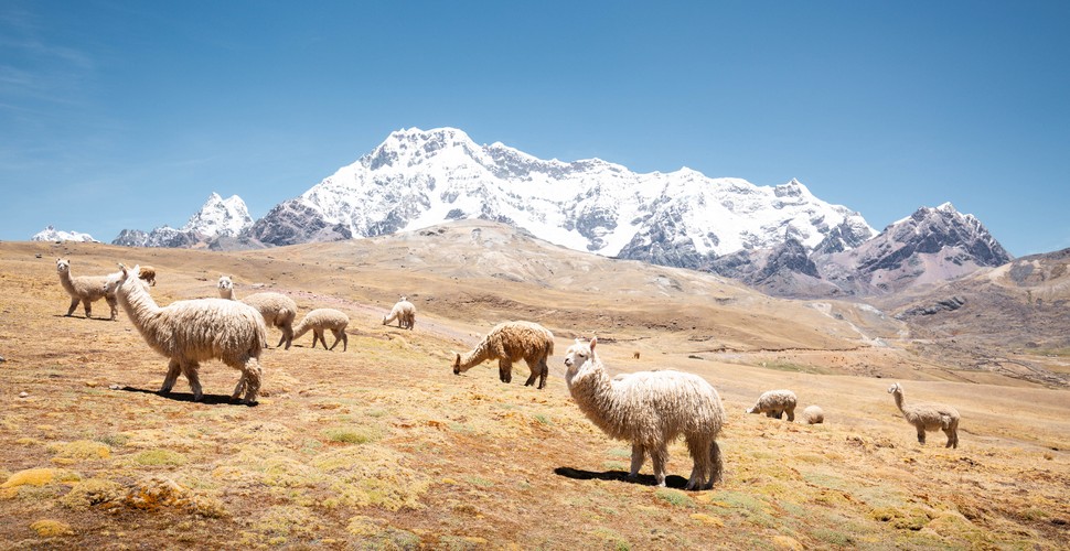 Alpacas During The Ausangate and Rainbow Mountain to Machu Picchu Trek.