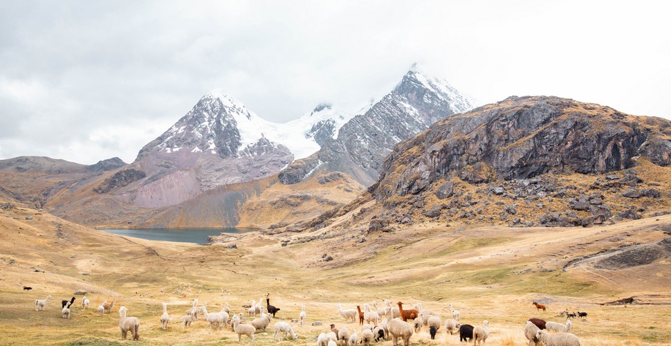 Sheep, llamas, Alpaca, horse and glacial lakes on The Ausangate and Rainbow Mountain trek!