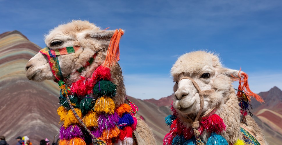 Colorful Llamas at Rainbow Mountain