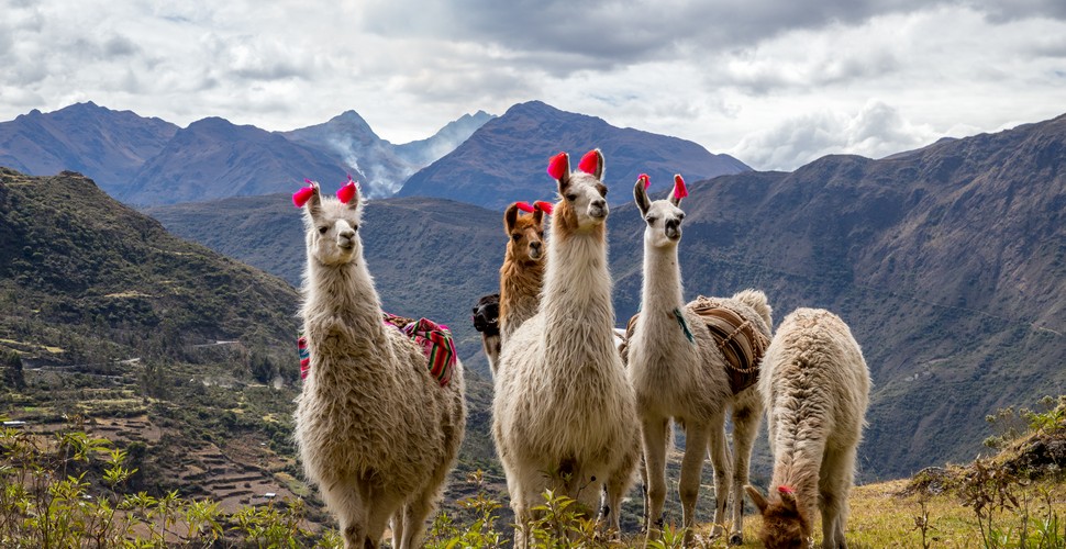 Photogenic Llamas on Machu Picchu Treks