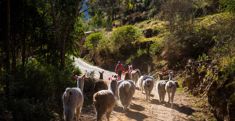 Llama Rush Hour on The Lares Trek
