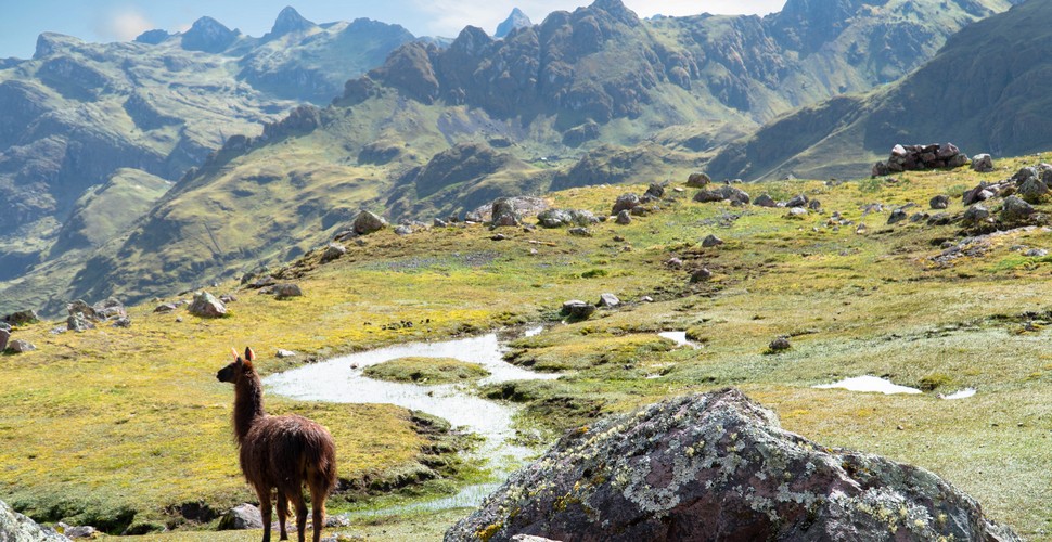 Llama on The Lares Trek