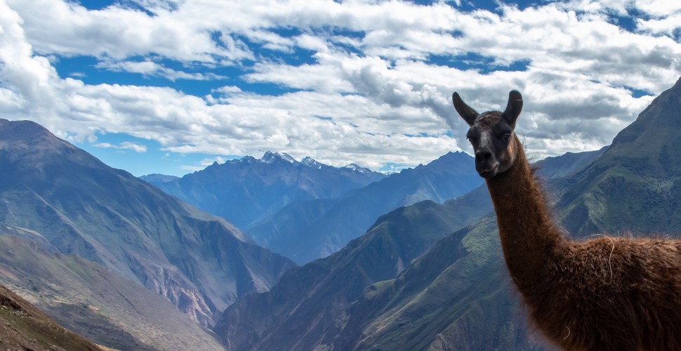 Llama on The Lares Trek