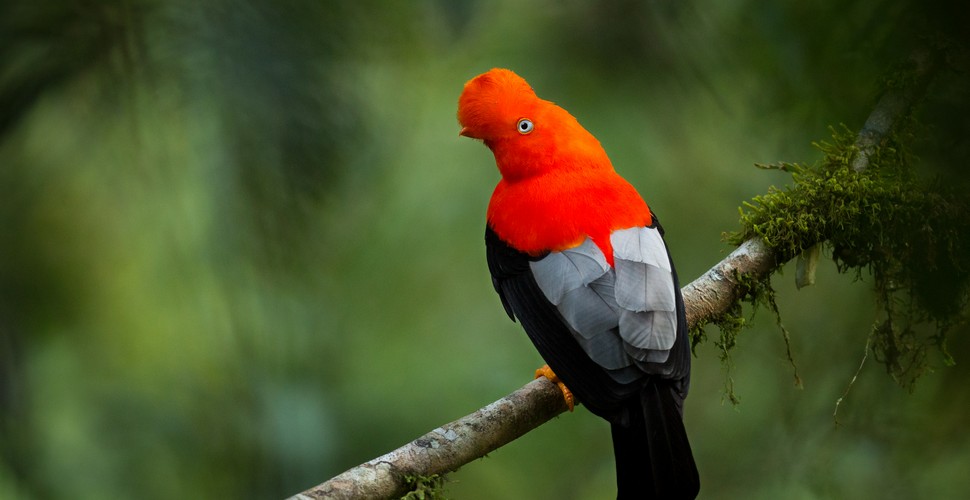 The Native National Bird of Peru - The Cock of The Rock on The Choquequirao Trek