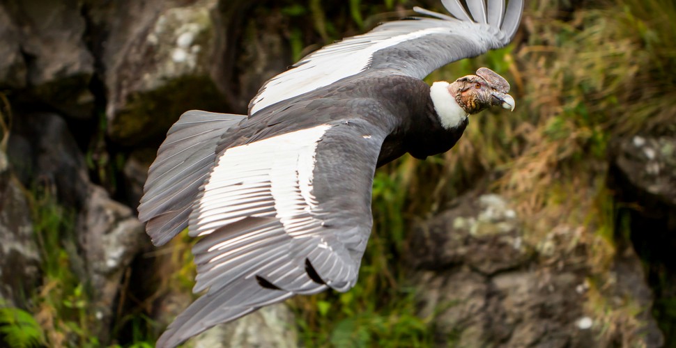Andean Condor on The Choquequirao Trek
