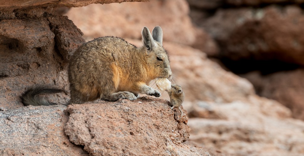 Vizcacha on Treks to Machu Picchu - The Andean Chinchilla!