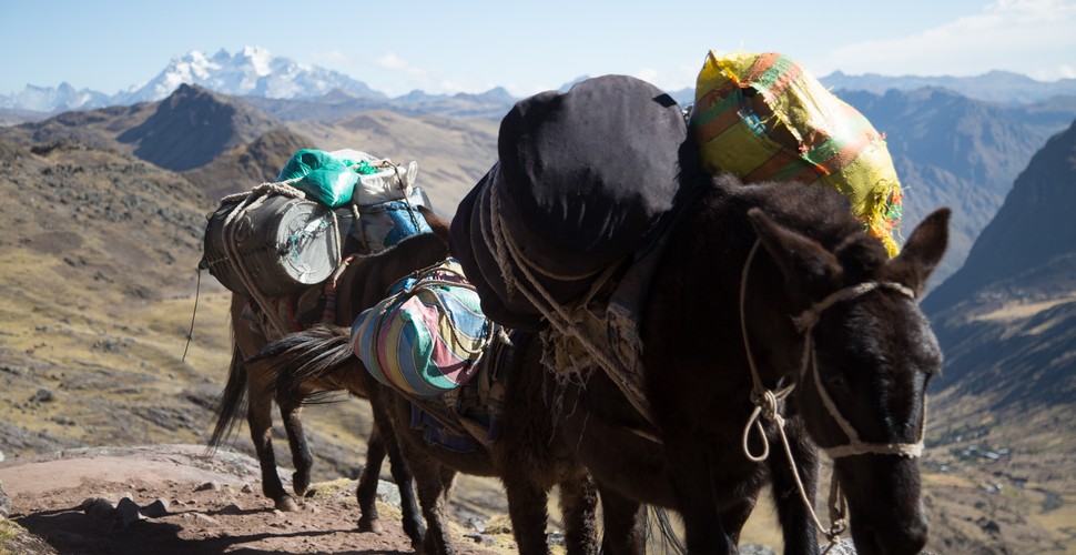 Mules on The Choquequirao Trek To Machu Picchu