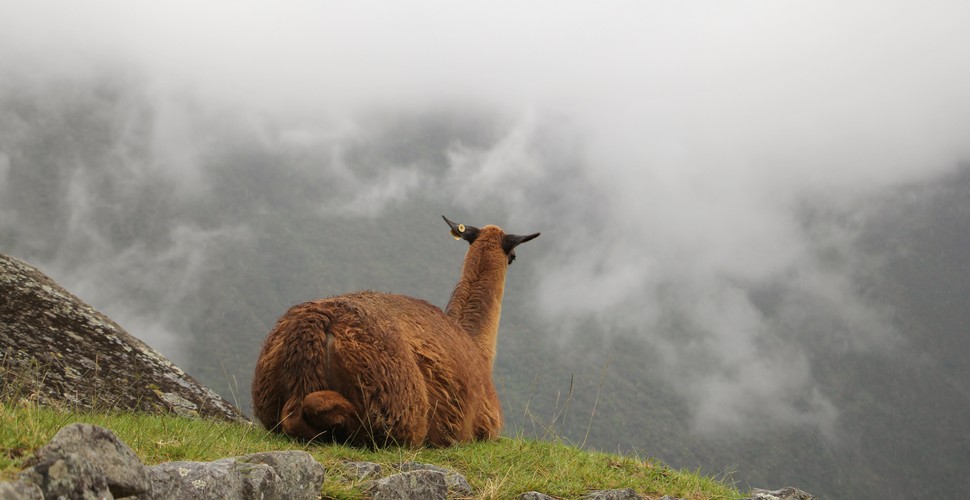 Unimpressed Llama In a Foggy Machu Picchu!