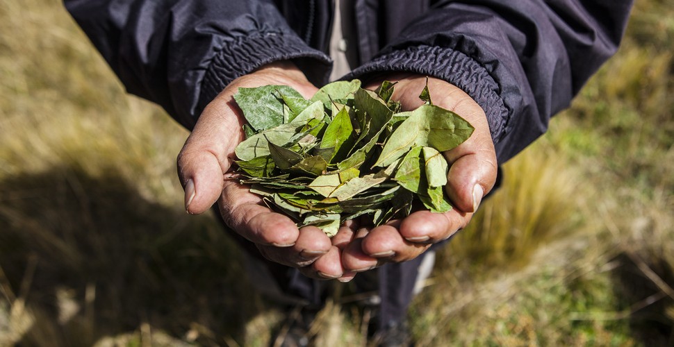 Coca Leaves For The Inca Trail to Machu Picchu