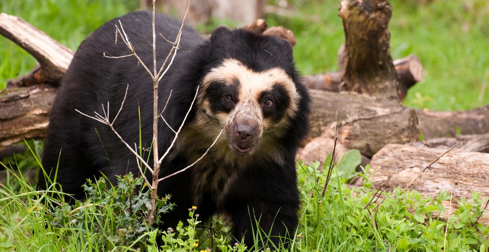 A Spectacled Bear In Peru!