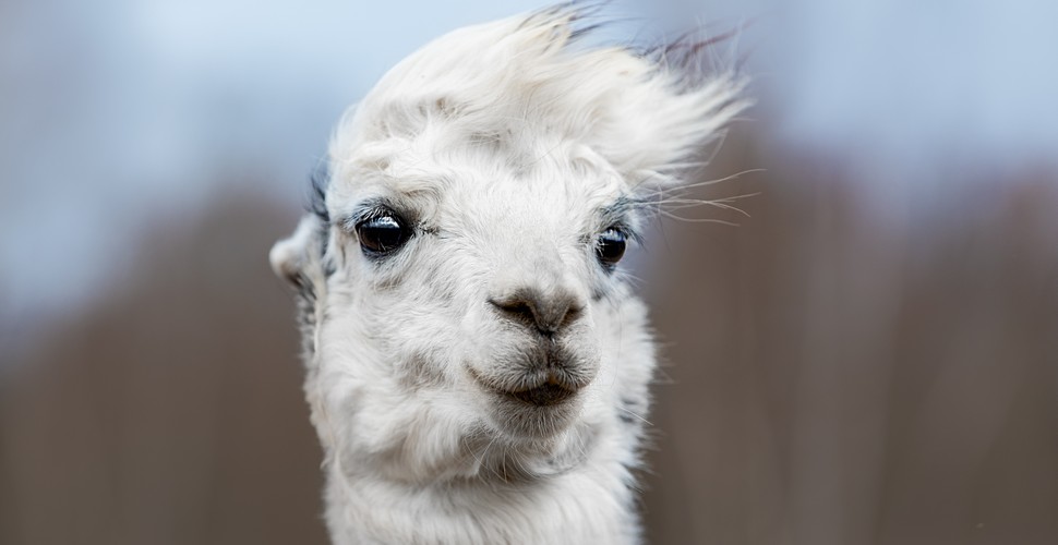 Even Llamas Have Bad Hair days In Peru!