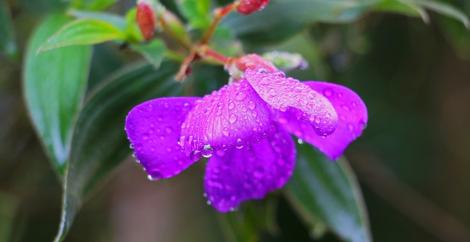 Orchids Rule in Rainy Season in Peru!