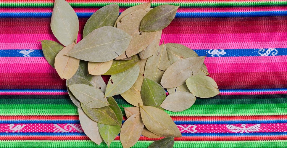 The Humble Coca leaf is and ancestral cure for fatigue, altitude sickness  and many other ailments in the Andean region.