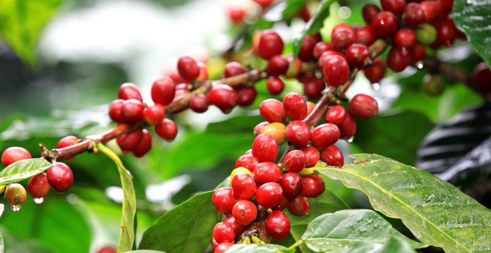 Coffee is native to the Cloud Forests of Peru